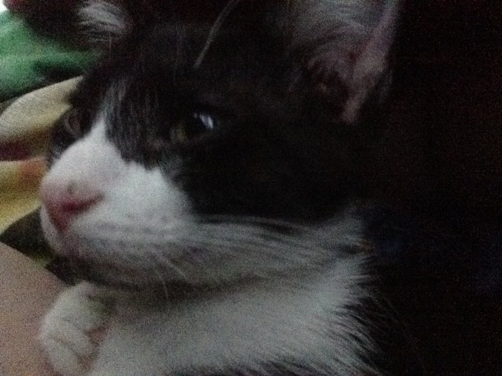 BodyModViking's tweet image. Happy Caturday from my baby boys Edgar, Skunk, Poe, and PJ. #caturday #babyboys #kittiesfordays