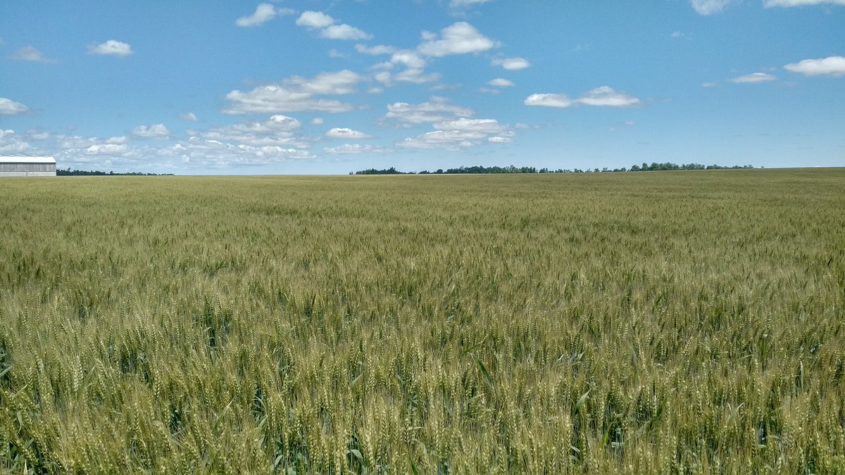 Shawridgefarm's tweet photo. Has been near ideal filling conditions for #wheat17 , a lot of back end nutrition has kernel size looking bigly! #wheatforthewin https://t.co/cl5CbPVNDu