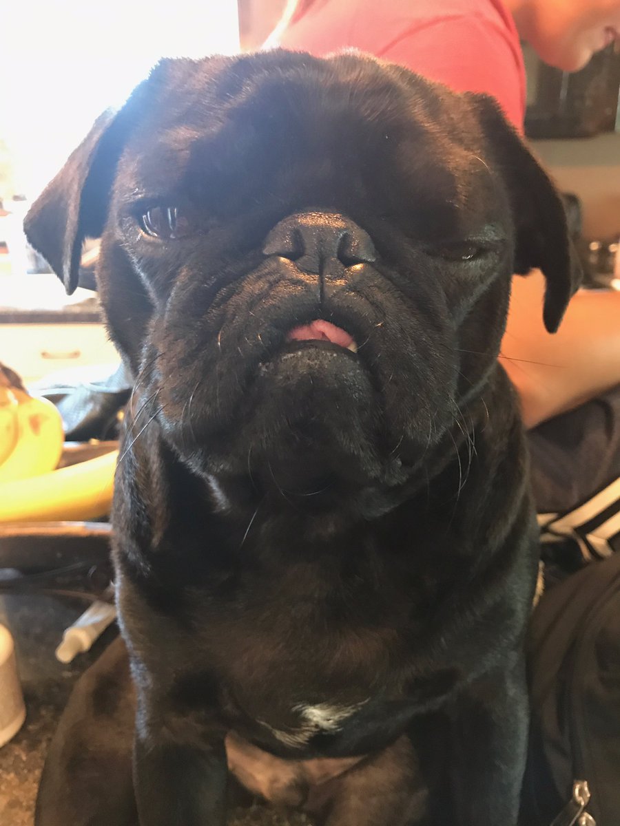 ThePugSteve's tweet photo. Lovin that stank eye. 🤙🏼 https://t.co/1wWoAjC6P2