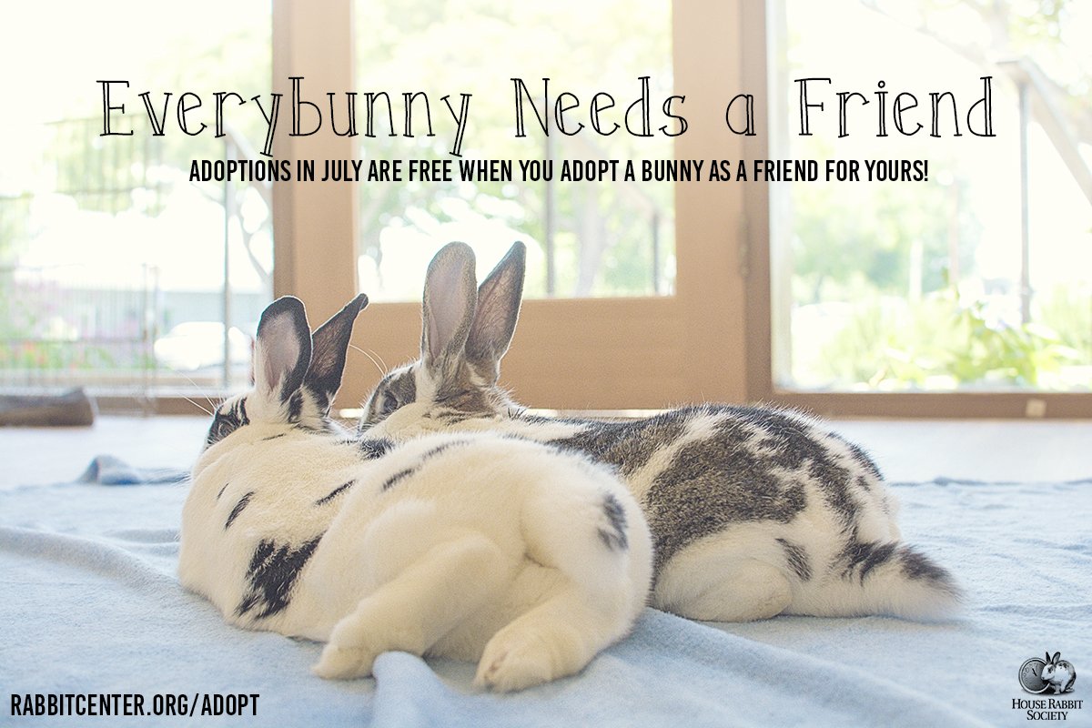 HouseRabbit's tweet image. #adoptdontshop   rabbitcenter.org/adopt
