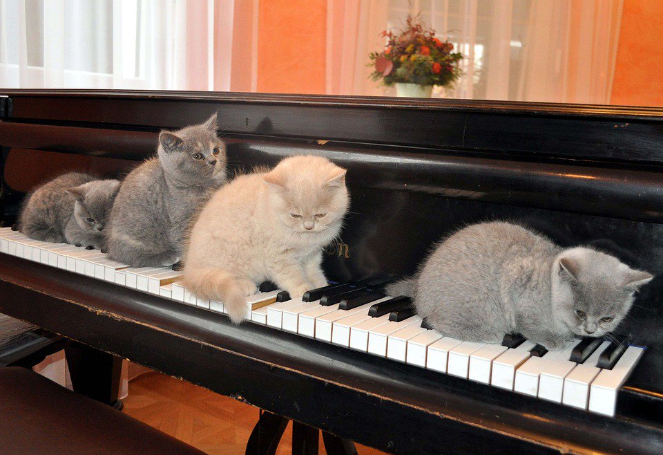 KeyboardGord's tweet photo. If these pussy's can play the piano. Why not you ?
#learnonline
https://t.co/Ksmwgj027U https://t.co/bYXfhgfPOK