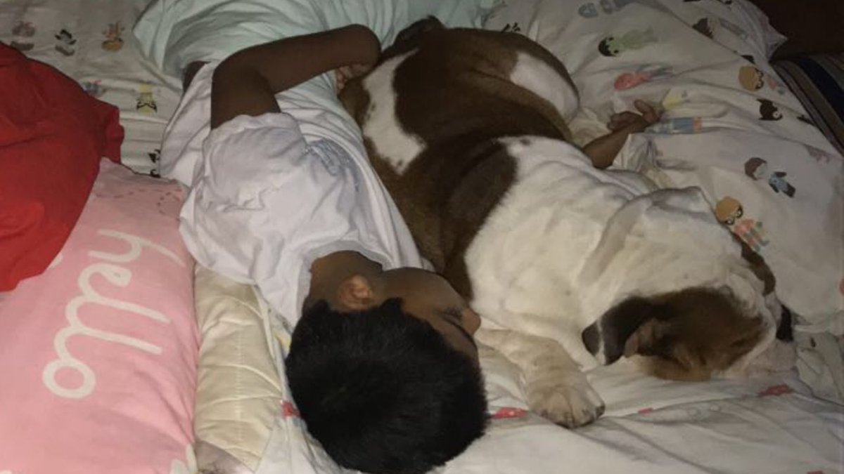 RamKapoor's tweet photo. These 2 just REFUSE to leave each other .... reminds me of the hutch ad with the pug. https://t.co/sDMXCYtQKv