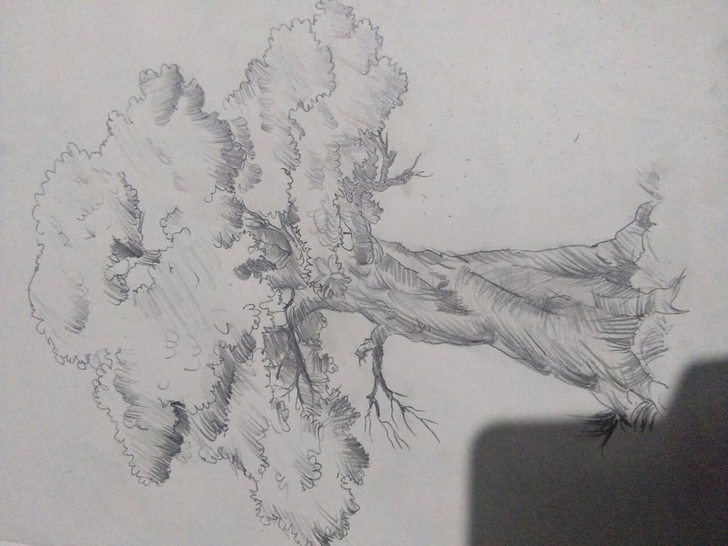 Sanchali_'s tweet photo. Tried again something new. #PencilShading #ShadesOfGrey #Tree #TriedFirstTime #ByMe
#WannaMakeItAHobby https://t.co/Hc6WgDiICO