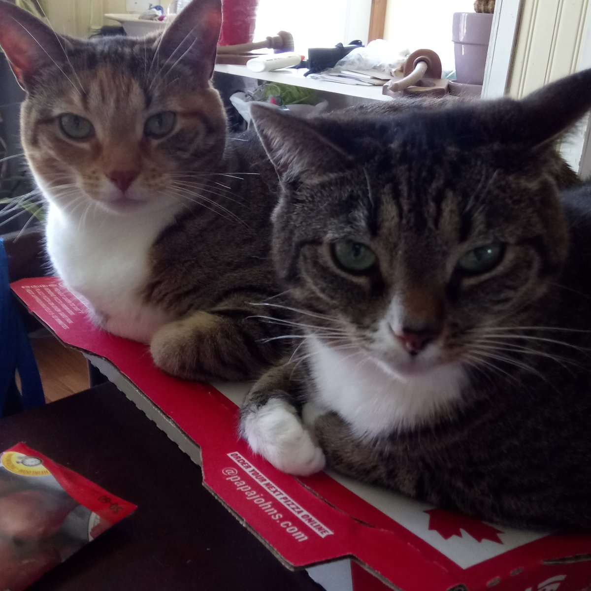 Sisters squishing a pizza box.
