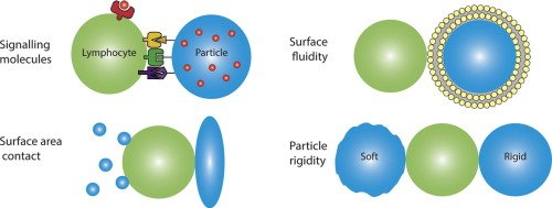 Dr_ASingh's tweet image. #ImmuneEngineering (7/23): Jordan Green et al &quot;Surface engineering for #lymphocyte programming&quot; sciencedirect.com/science/articl… @JGreenGroup @JHUBME