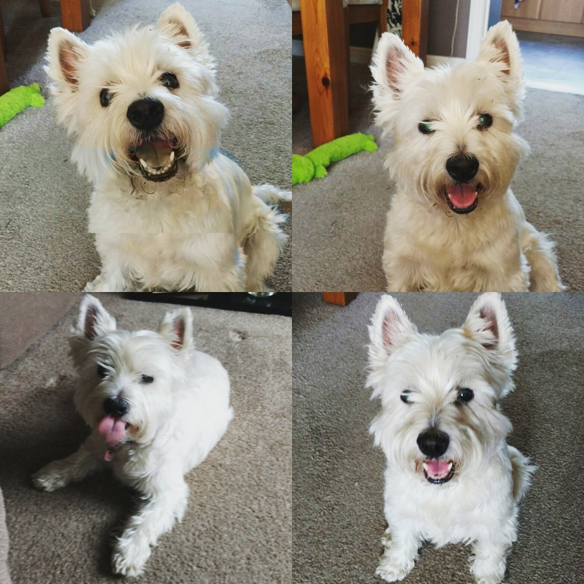 I is a happy doggie today. #dogsoftwitter #Westie