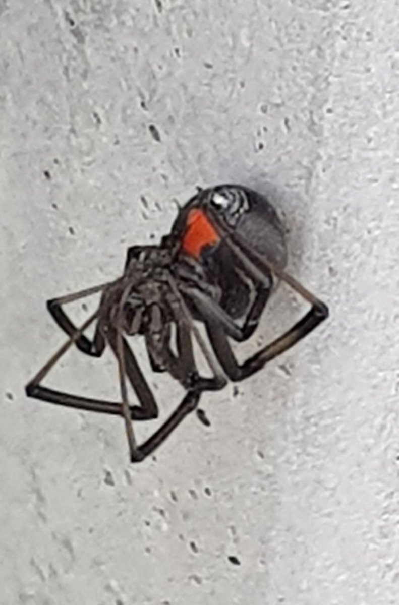 seffricanplays's tweet photo. Videos might be taking a back seat for a few days, until we short out a small infestation at the new place... aka spiderpopulous https://t.co/5FlluGWSRc