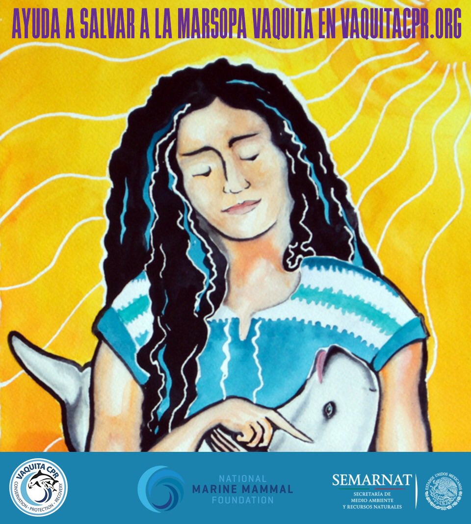SEMARNAT_mx's tweet photo. Súmate hoy día de #SalvemosALaVaquita. México encabeza una acción internacional en colaboración con @NMMForg. Ve https://t.co/47rI26KMWE https://t.co/pK4t8IkiDB