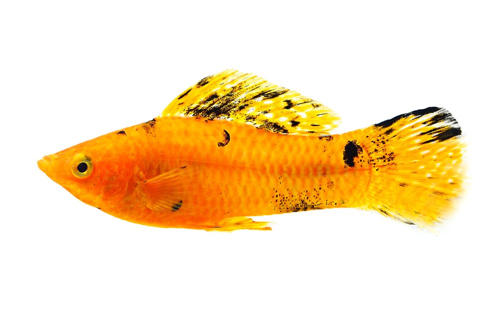 tanninaquatics's tweet photo. SATURDAY TINT" It's not pretty...but you asked for it. https://t.co/omC7M0iR5W https://t.co/MX3bf1wfGv