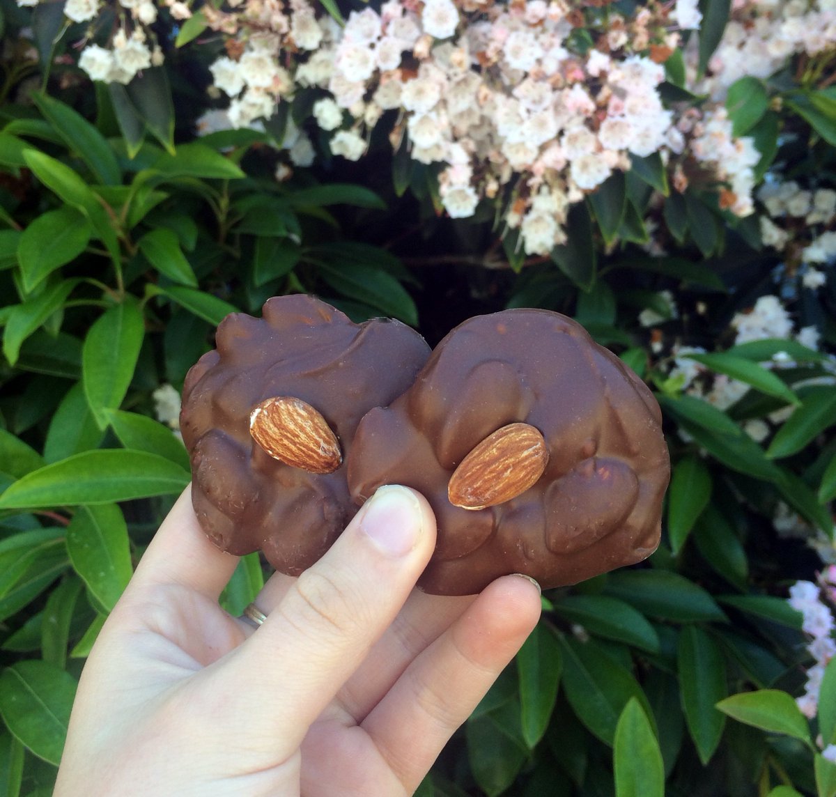 RockychocCanada's tweet photo. It's #NationalMilkChocolatewithAlmondsDay! If you were craving something nutty and sweet...now you have an excuse. #rockychoc #feelingnutty https://t.co/nOWc0MrPIO