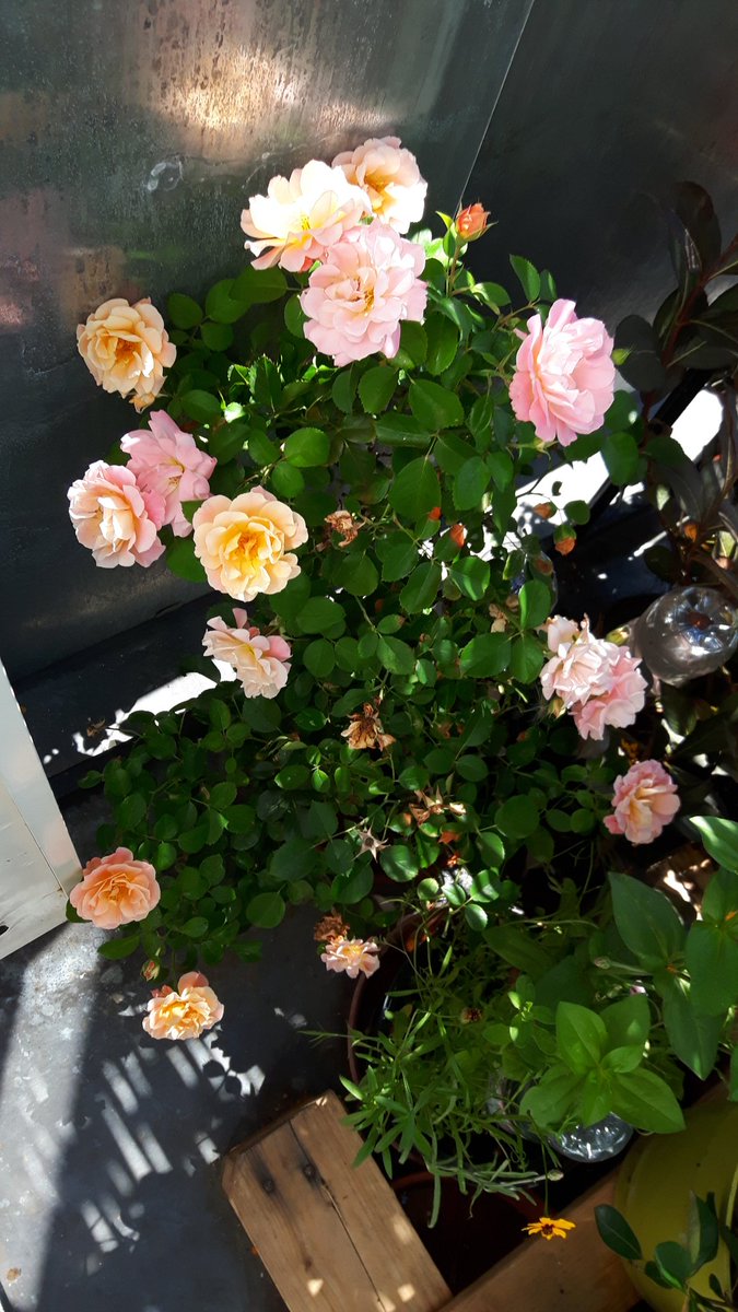 AnnMa_Cha's tweet photo. Sur mon balcon, explosion rose!#vegetalisonsparis #paris9 https://t.co/iUV8WuDDpB