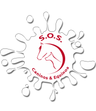 colectateuy's tweet photo. Más de 25 Protectoras de animales cuentan su historia. Te invitamos a conocer más ... 😺🐴🐶  #ColectaTe   https://t.co/4QNSMIqjRK https://t.co/xxSnkJwTET