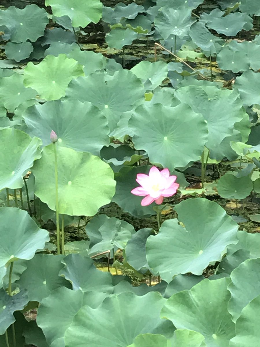 久安寺 久安寺です ハス蓮lotus ヤマモガシ目ハス科ハス属 インド原産 朱雀池に7月8月 スイレン睡蓮waterlily スイレン目スイレン科スイレン属 日本にはヒツジグサ未草の一種のみ自生 朱雀池に6月 9月 アジサイ最終の日曜日 具足池に浮かべています 変