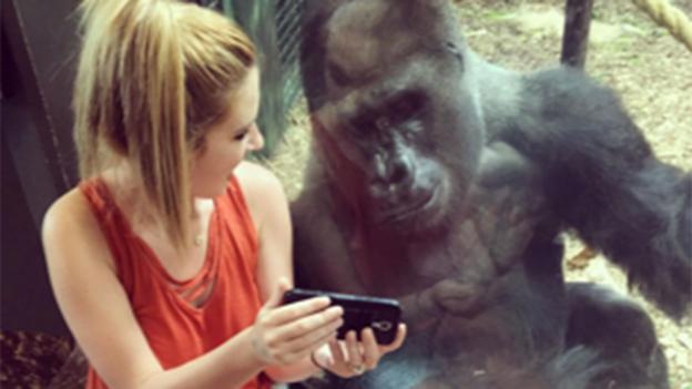 art_dope's tweet photo. The gorilla that loves to look at smartphones https://t.co/H36Df5hTED https://t.co/TGKOZrOnGu