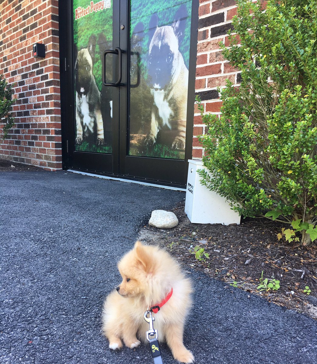PerfectPuppyRI's tweet photo. When the photographer knows your good side 😎 https://t.co/TeMHlbOMks