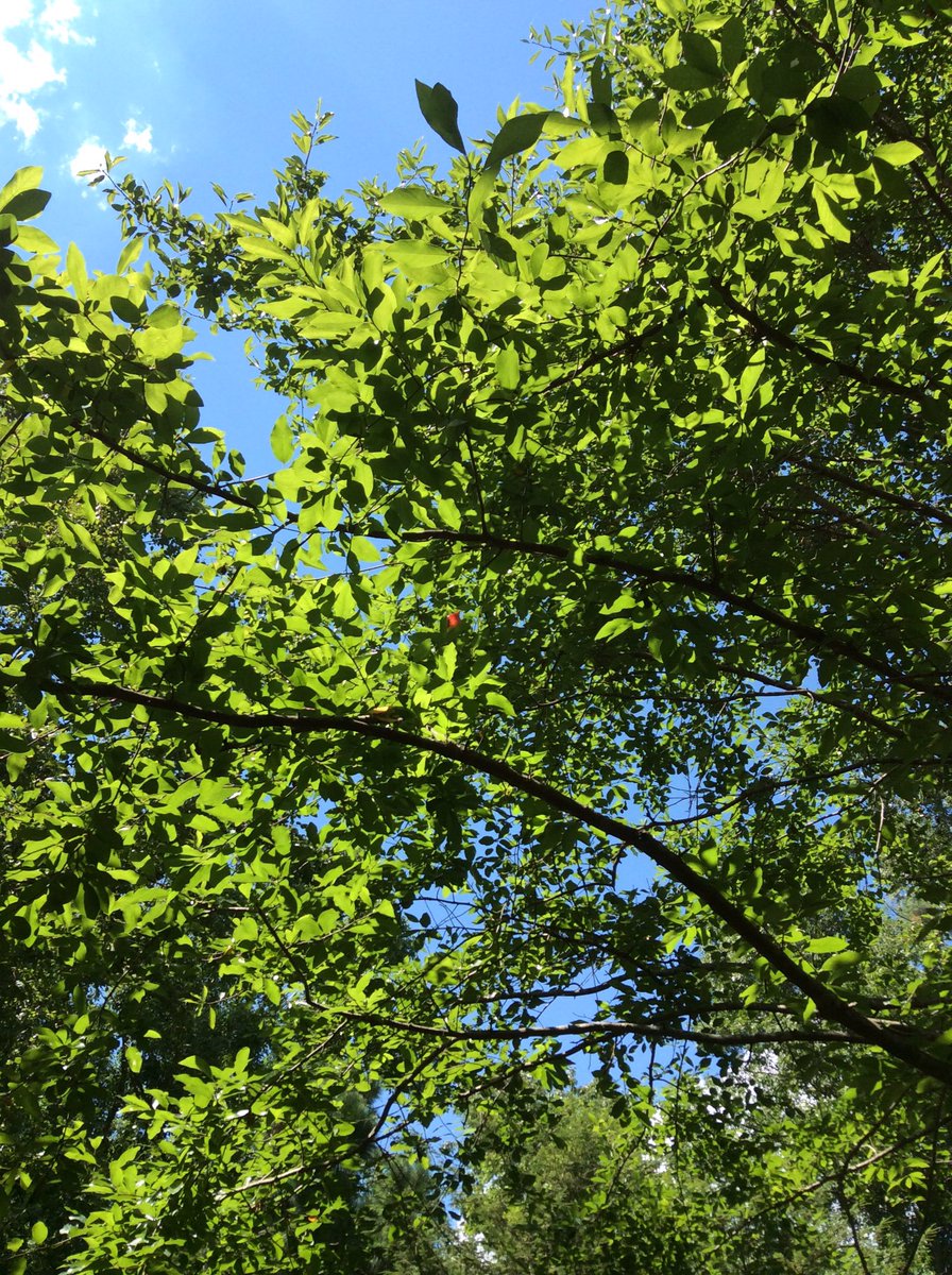 TreeTaggr_HB's tweet photo. @treetaggr #species=blackgum can you spot the early signs that fall is on its way? https://t.co/FLXceNOhr2