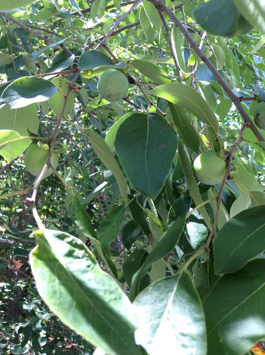TreeTaggr_HB's tweet photo. @treetaggr #species=persimmon_fruit https://t.co/n7nj92Duby