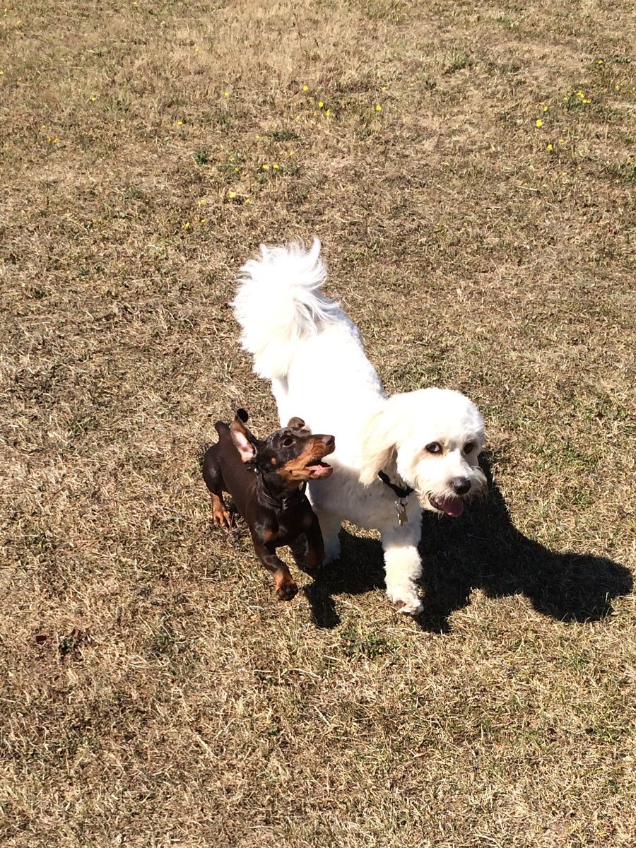 Dog friends having fun in the sun 🐶🌟🐾💕☀️ #dachshund #cavachon #dogsoftwitter #dogs #dogwalk #starpawsnpton