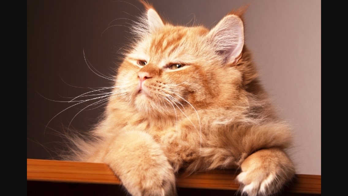 Brian Cody right now #GAA #GAA #KKvWAT