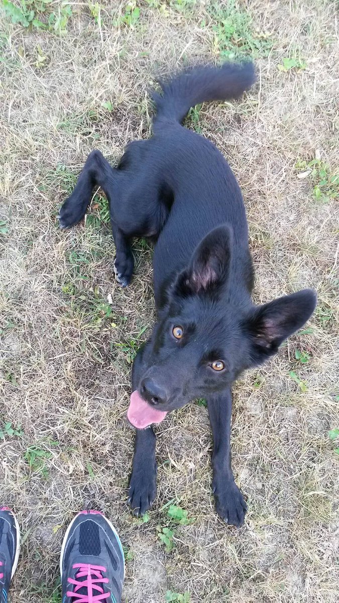 Obedience training with my little precious :) #dogs #dogfromashelter