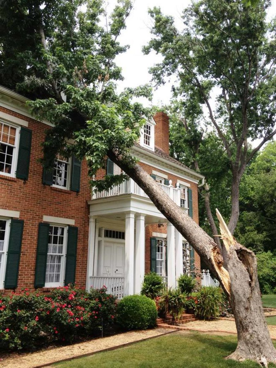 PresTreeServ's tweet photo. Look for the signs your #trees are getting to much water this very rainy season. #dfweather https://t.co/LNKN39lOpb https://t.co/PBuHLx4kDS