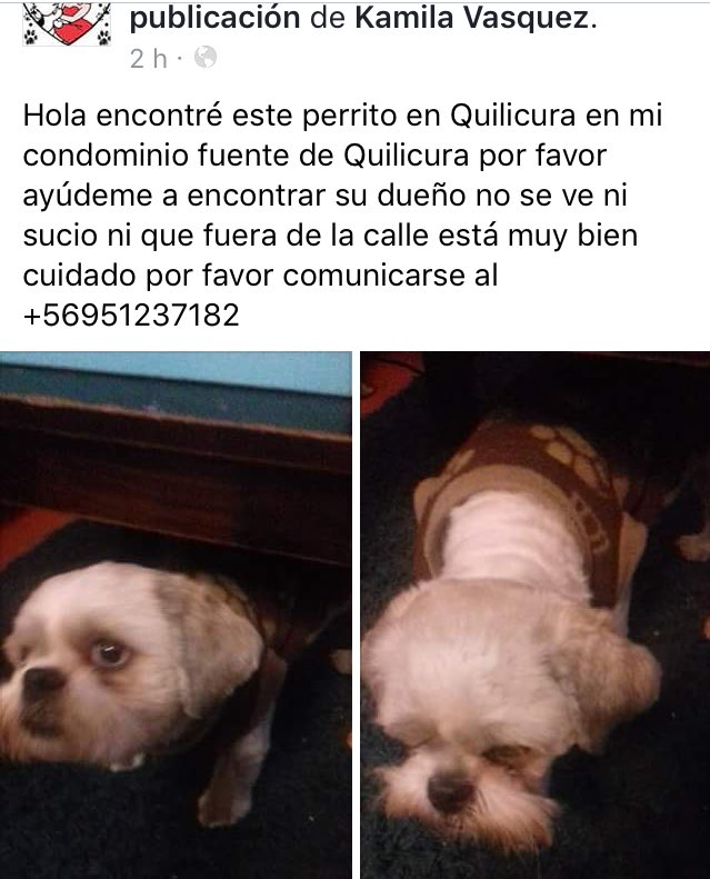 RT! Buscan a sus dueños #Quilicura <a href="/MascotasCl/">buscando mascotas</a> <a href="/Animalperdidocl/">Mascotas Perdidas</a> <a href="/AlertaQuilicura/">AlertaQuilicura2025🥂</a> <a href="/muniquilicura/">MUNIQUILICURA</a>