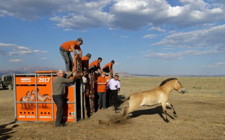 keil_florian's tweet photo. Back in the wild! From #Prague to #Mongolia, wild #horses return to the steppes @BonnConvention #cmscop11 https://t.co/d3qfTlexr0 https://t.co/v6Kc7eNKGc