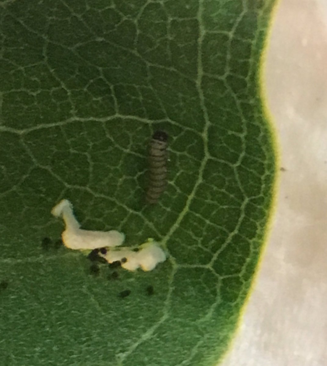 millerdeb11's tweet photo. I have a baby monarch caterpillar 🐛 #savingthemonarchs #milkweed #monarch #monarchbutterfly  #caterpillar https://t.co/y9yPmcYSKT