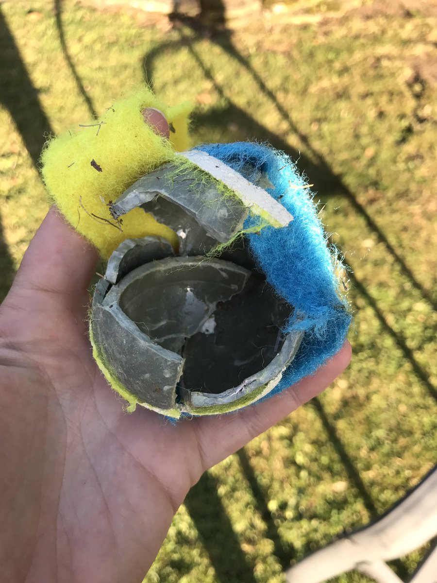 Thank you @PetsatHome for the tennis ball. It lasted 4 minutes! #notpuppyproof #newballsplease #SorryNotSorry