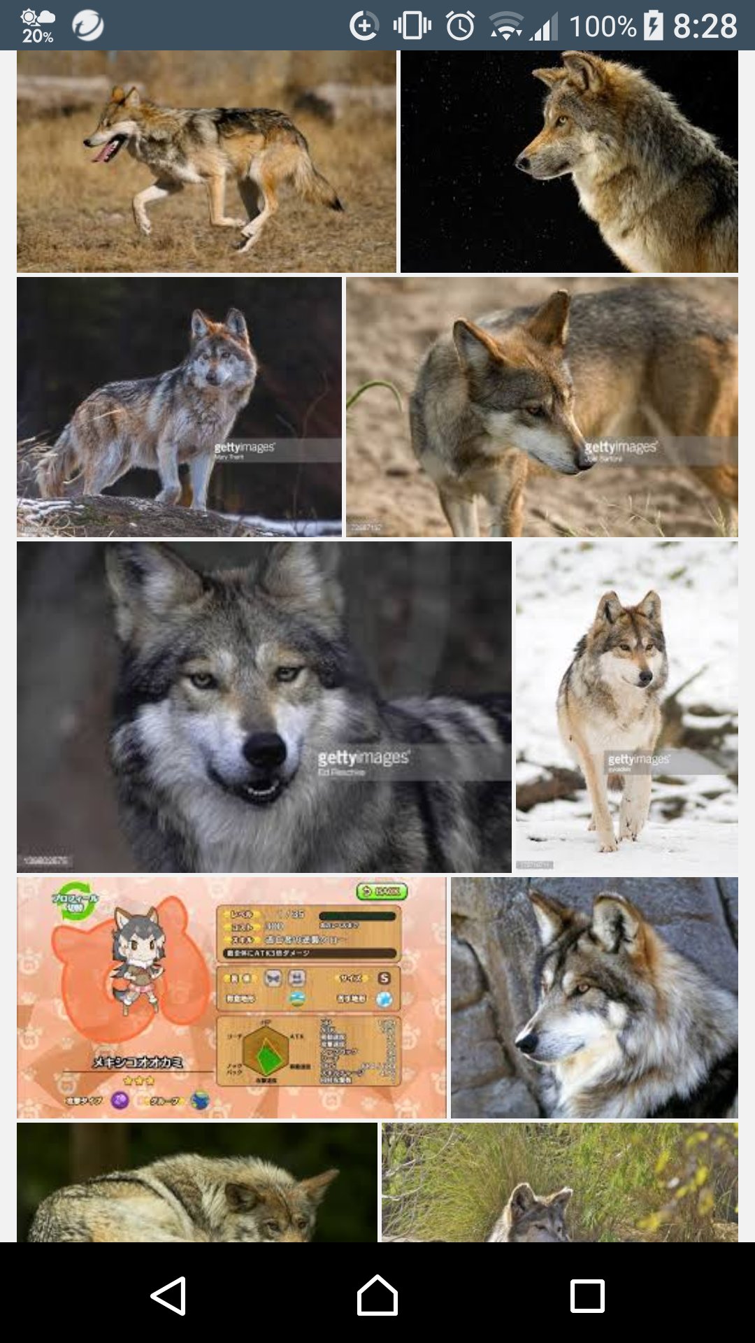 のぞみ メキシコオオカミが気になったので検索してみた あっ けものフレンズ メキシコオオカミ T Co Xcffsobcai Twitter