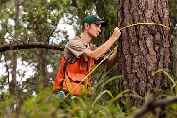 TXForestService's tweet photo. The Forest Inventory &amp; Analysis Program has measured 138 different tree species in Texas! #TexasFIA https://t.co/AF7th6Xuym https://t.co/rPErV4tHkn