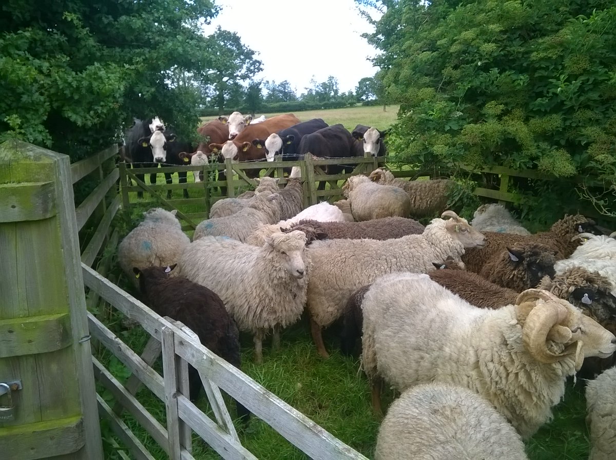 GGoatling's tweet photo. Getting ready for shearing, with an audience! #shearing2017 #noseycows https://t.co/TJfcDRAJKH