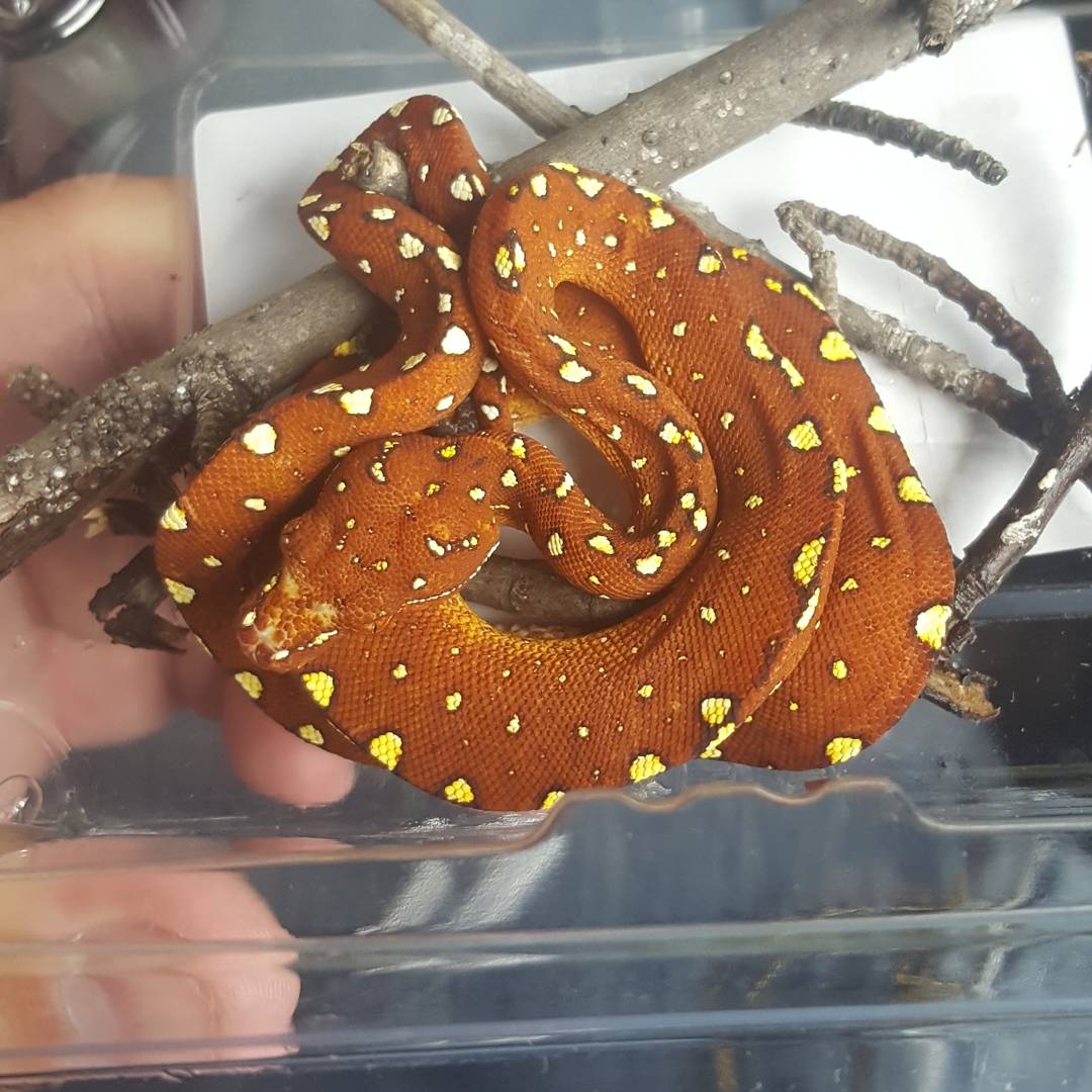 PCExotics's tweet photo. I got a fever, and the only prescription....is more chondros... #greentreepython #gtp #chondro  #moreliaviridis #biak #columbiarepticon https://t.co/0wkSsNjcV2