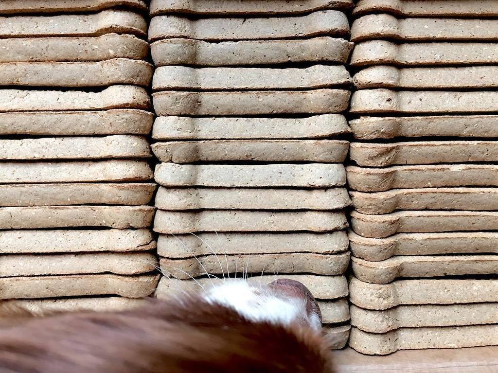 soupatraveler's tweet photo. Somebody's happy! #majorsworld #anaussieslife #dogtreats #dogbiscuits #repetition #filmborn #dogsofinstagram https://t.co/yMXlU4Eqeh https://t.co/HTUIZz7ssA