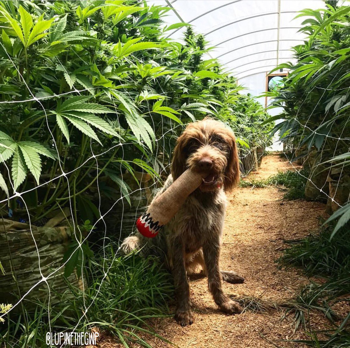 iChiefSupply's tweet photo. Made from natural hemp, Dooby's Dog Toy is both durable and eco-friendly! https://t.co/QzYdHJUE1p