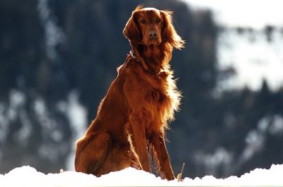 petcaregurus's tweet photo. Training Dogs the Lazy Way https://t.co/xT1aaCzgoR
#dogs #pets #Training https://t.co/G6pHQxll7b