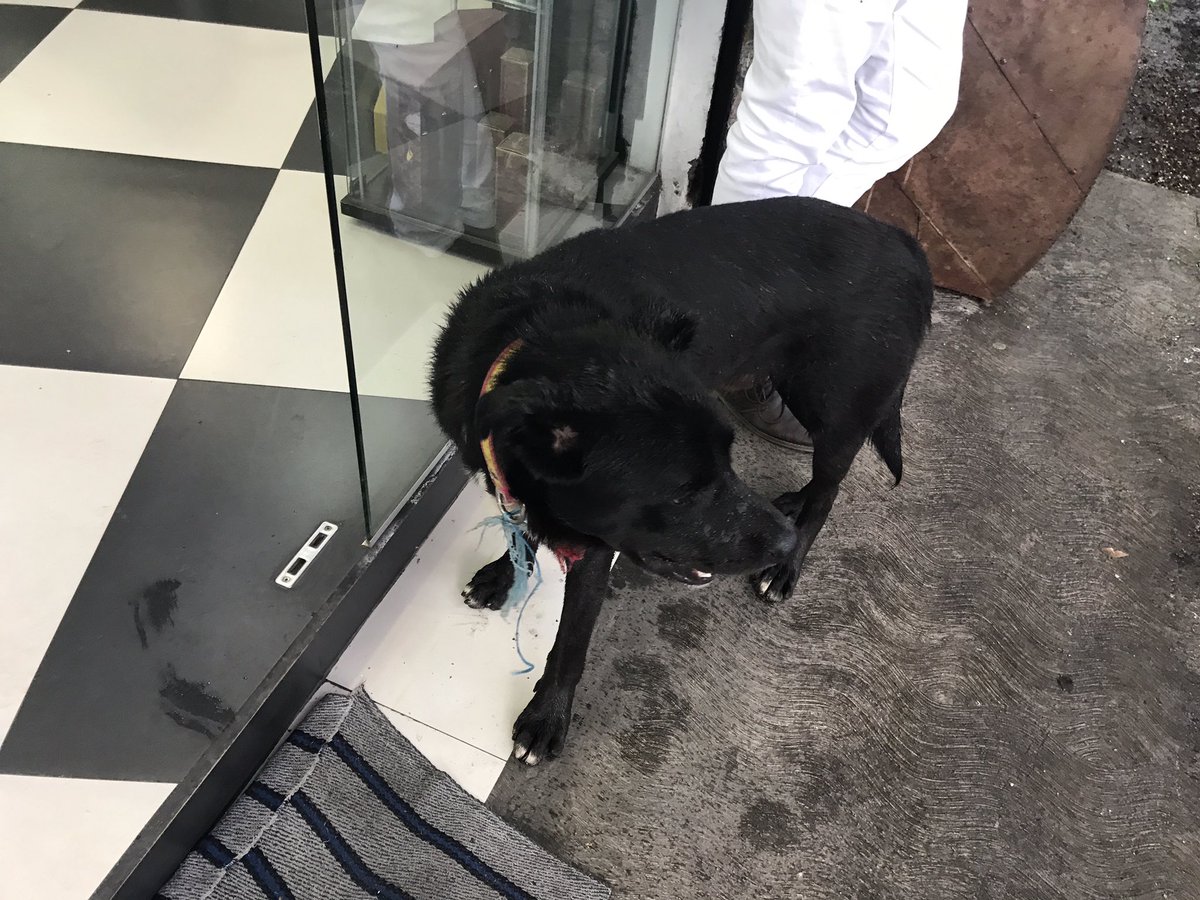 LEONROCK333's tweet photo. Perro extraviado @VidaCondesa @ColoniasCondesa @Adopciones_ASC @LaNapolesCdMx @rebecadealba @TapiaFernanda Rt https://t.co/aQ3ERfsLoa