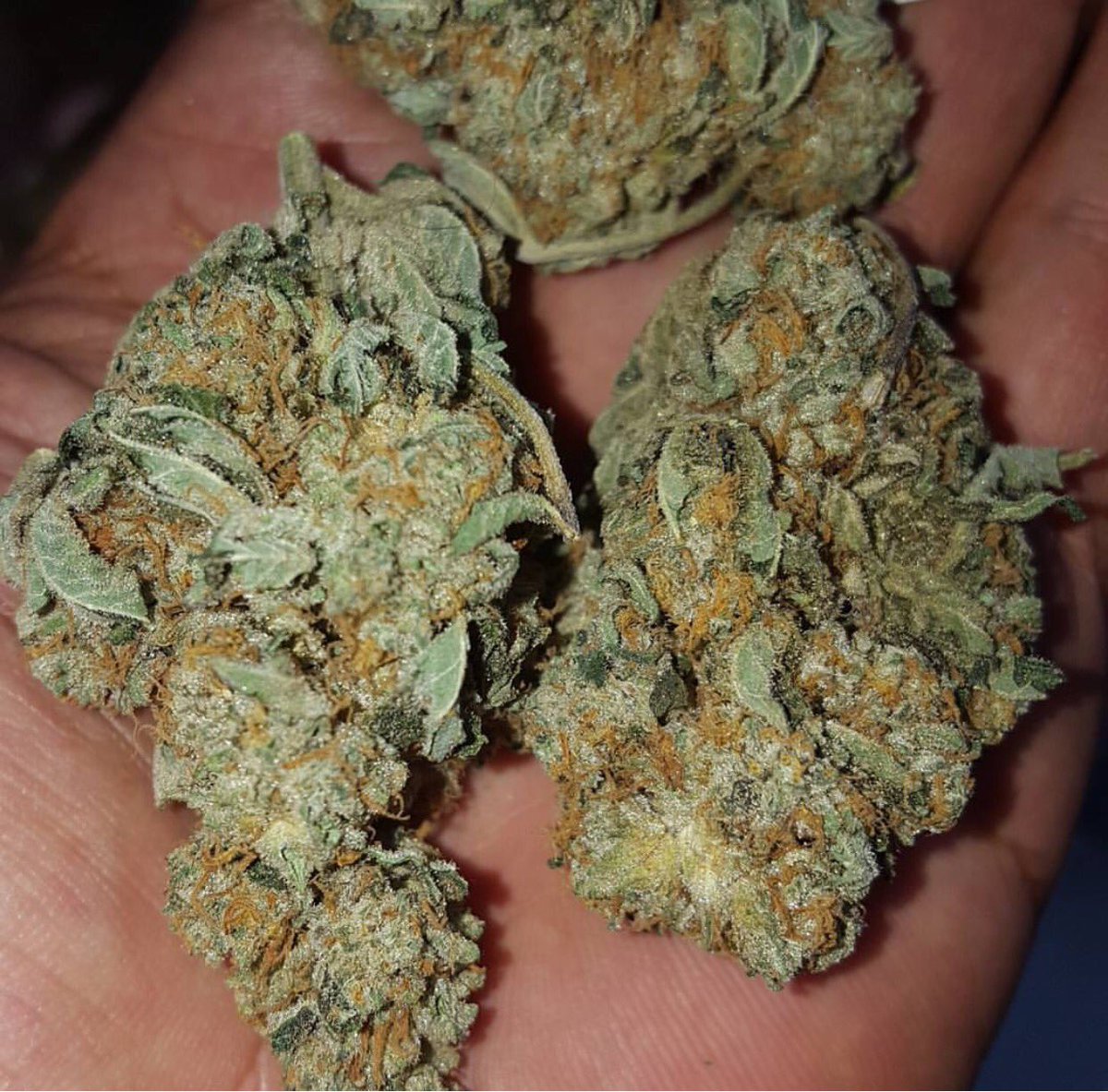 LocUVeryWell's tweet photo. My 1st ❤️ #chemdawg @HerbalAltDC Great for a day of light at home chores, tv watching and chillaxing. #herbalaltdc #dc420 #420dc #dcmmj #mmj https://t.co/TloEdZKyMz