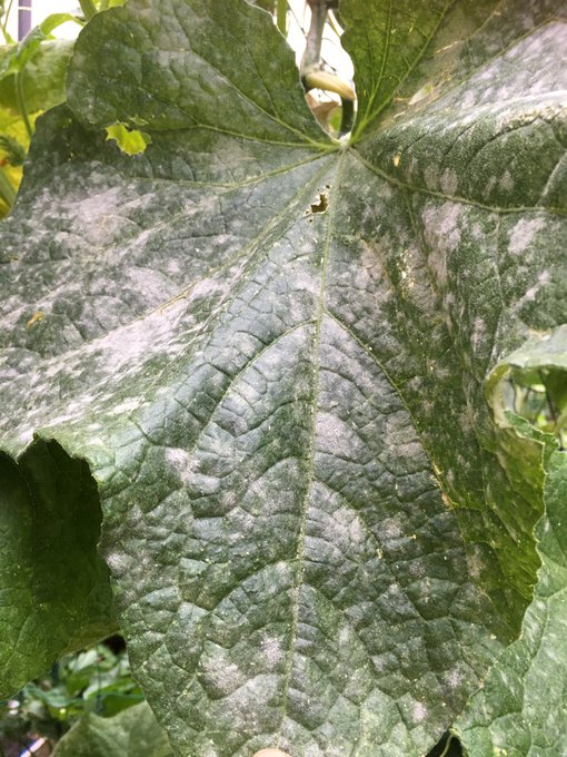 きゅうりの病気 害虫 画像で見る対策方法 ベト病 斑点細菌病 ウリハムシ