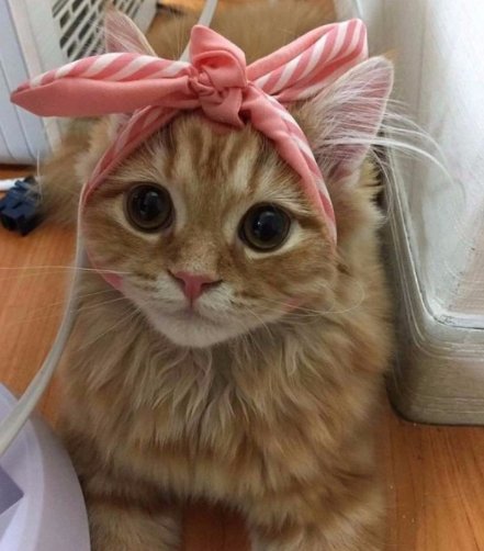 catsscrapers,,, (@catsscrapers) on Twitter photo 