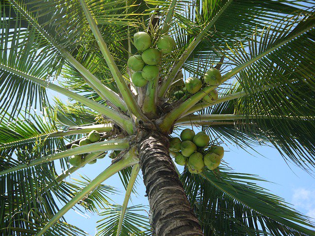 smartliving40's tweet photo. #Coconut is so abundant in its #healing properties it's referred to as "the tree of #life." https://t.co/mizWvxpp4z https://t.co/dy5n0AQLI2