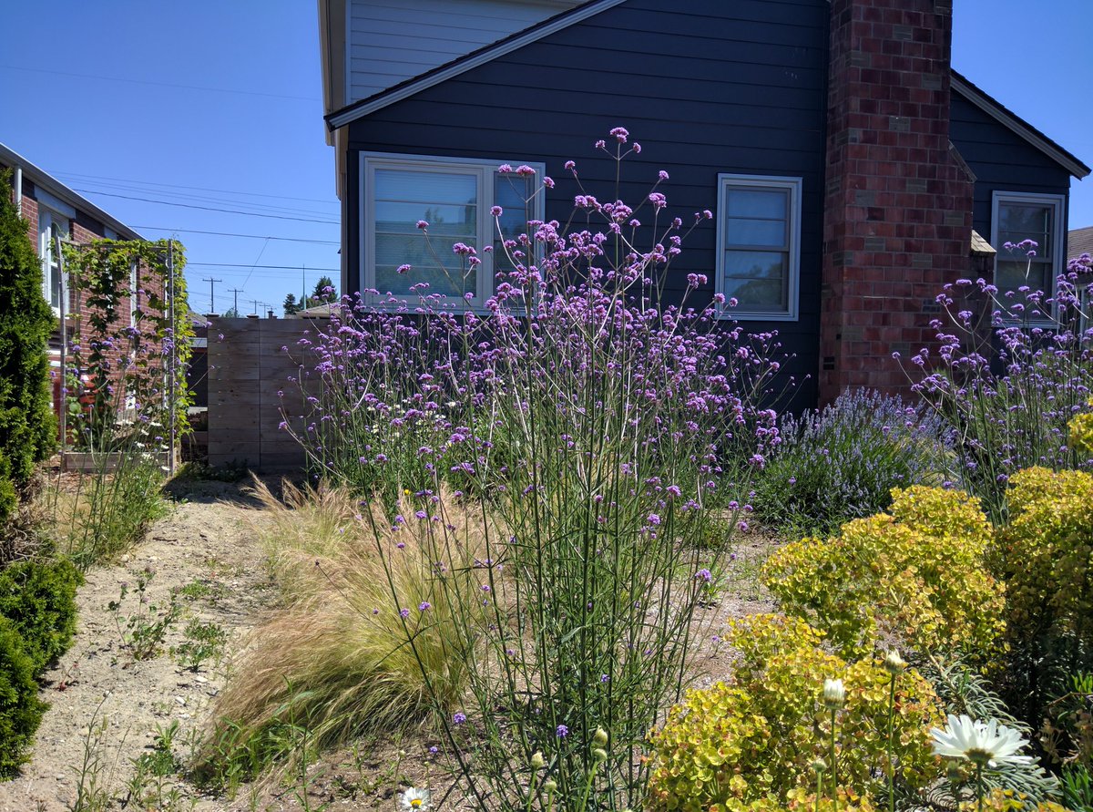 sbeckeriv's tweet photo. @Swansons what is the purple flower? https://t.co/AwMshhL2sD