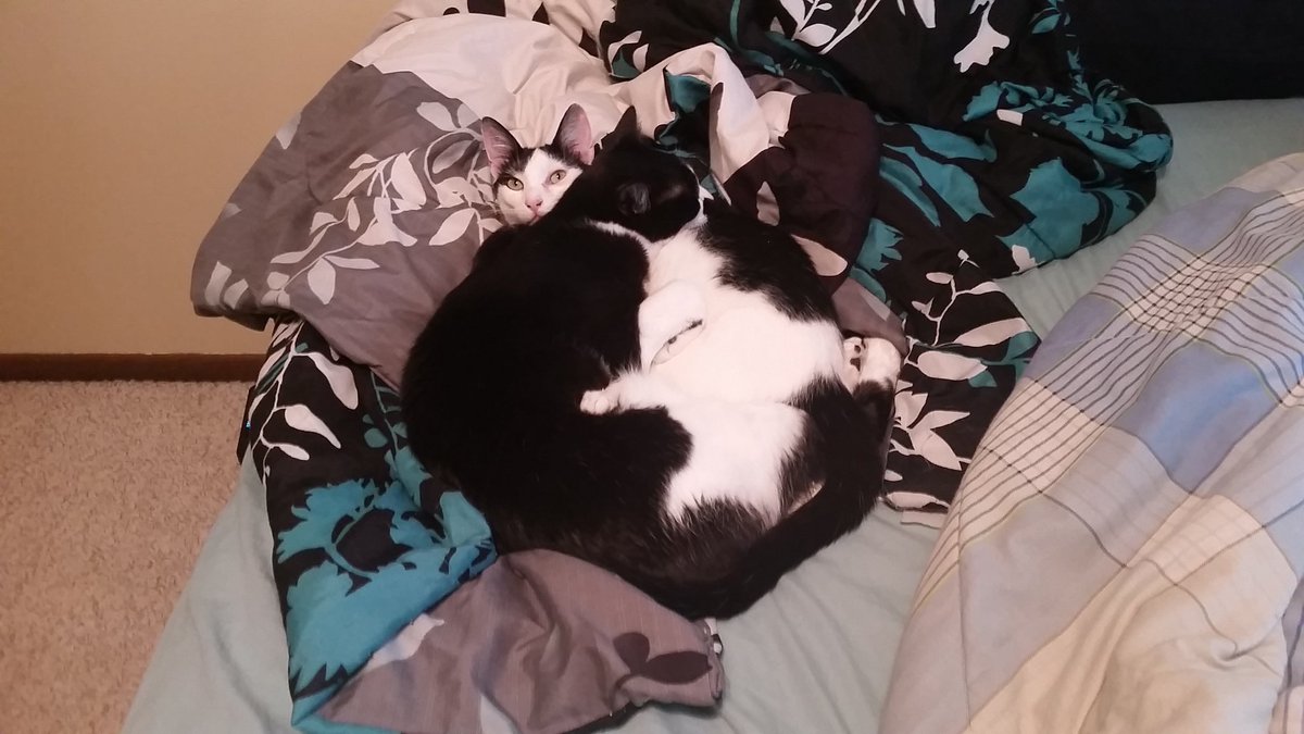 beestoj's tweet photo. My cats are the cutest. I don't make the rules https://t.co/RsJ4UtaifA