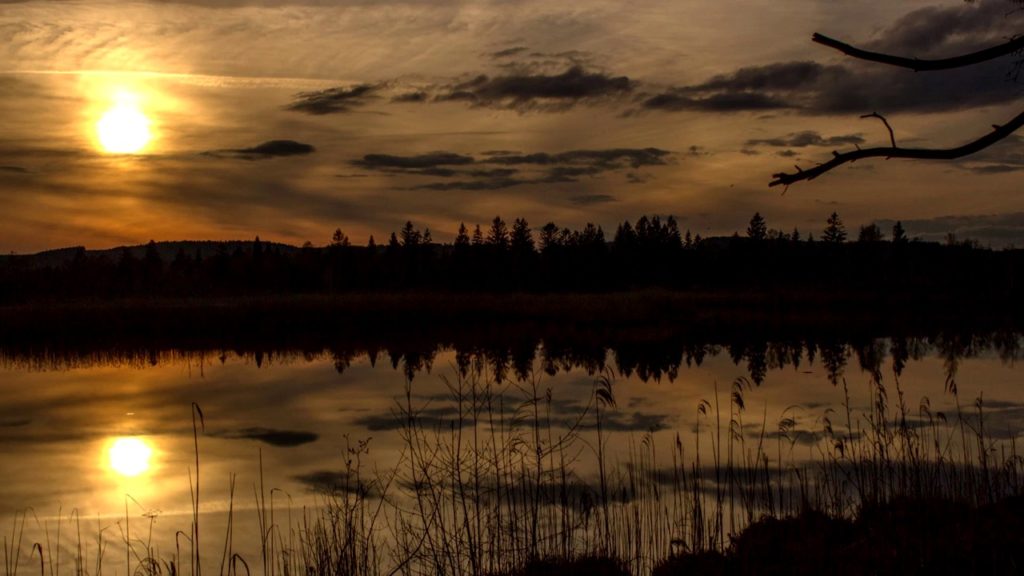 EmpireOfRelax's tweet image. goo.gl/yLYMEH --&amp;gt; SWAMP Soundscape at Night with Frog, Owl and Cricket ... #ForRelaxing #ForSleeping #FrogsNoiseComingFromFrogs