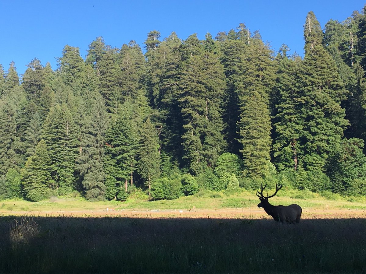 rangerShaina's tweet photo. Elk Prairie #redwood https://t.co/UUThCJbC6s