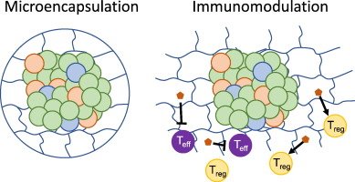Dr_ASingh's tweet image. #ImmuneEngineering (11/23): Andrés García et al- Biosynthetic materials for #immunomodulation of #islet #transplants sciencedirect.com/science/articl…