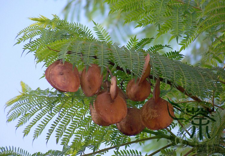 Agriculture_esa's tweet photo. لعشاق الجميلة #جاكرندا 🌳
تزرع البذورفي بوتنق سويل وتغطى بطبقة
رقيقةجدامن التربة
مع المحافظةعليهارطبة وليست غارقة
تبدافي النموبعد٤ الى ٦ايام🌱 https://t.co/sjBZDDt0r8