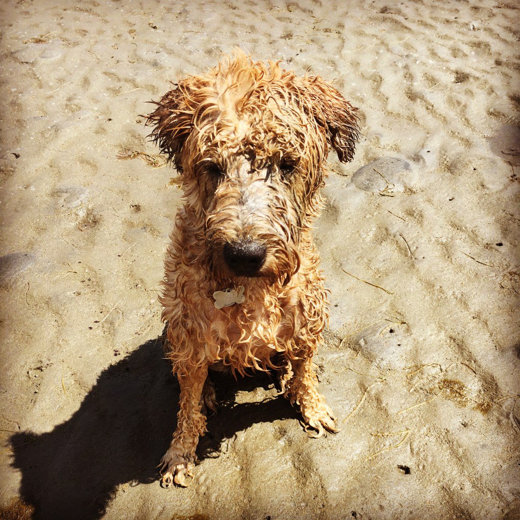 llindley72's tweet photo. Oh My Dog! https://t.co/cgZEPGueZg https://t.co/iVmBrFFFSE