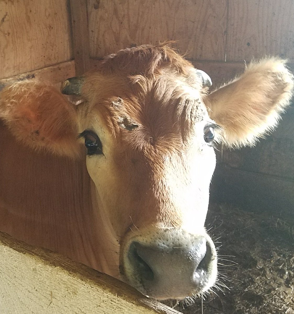 Here's Raymond.  He enjoys activities such as escaping from his pasture and eating the neighbors garden.  Raymond's in the barn now