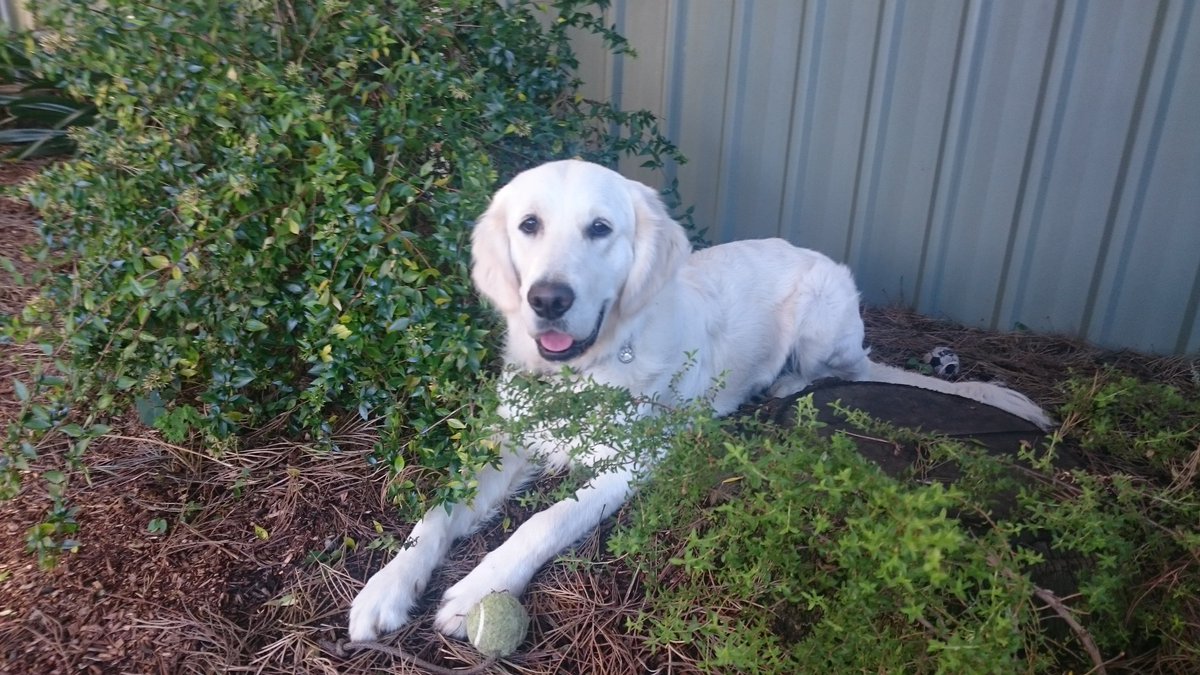 Steve Mitchell tweet media